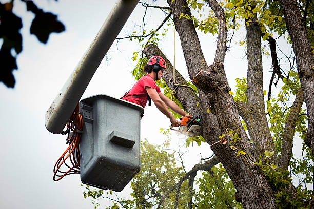 Best Tree Removal Cost  in Westworth Village, TX